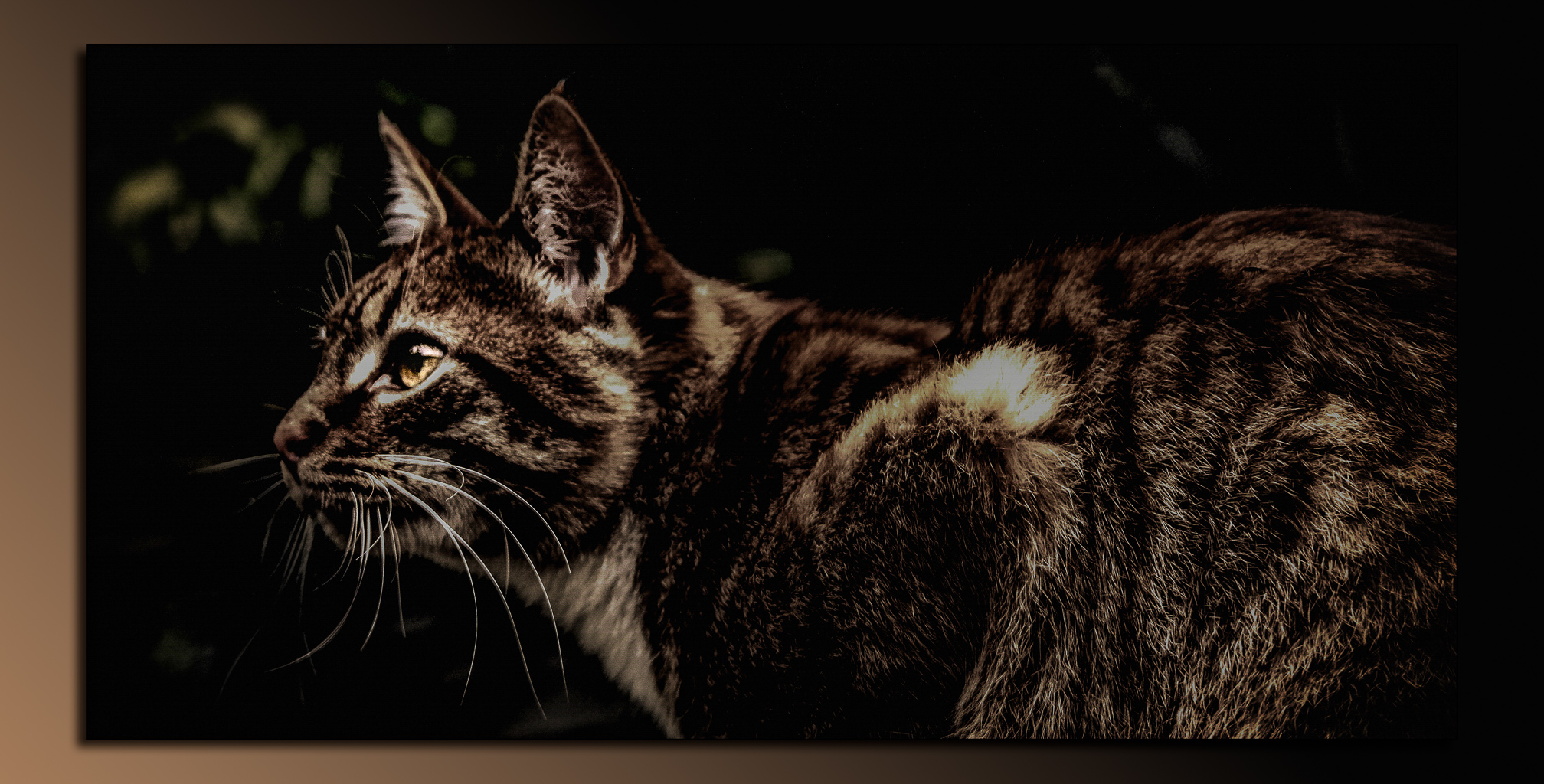 Black cat with yellow eyes